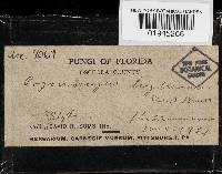 Hexagonia hydnoides image