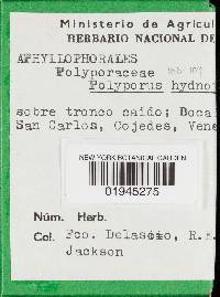 Hexagonia hydnoides image