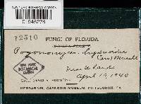 Hexagonia hydnoides image