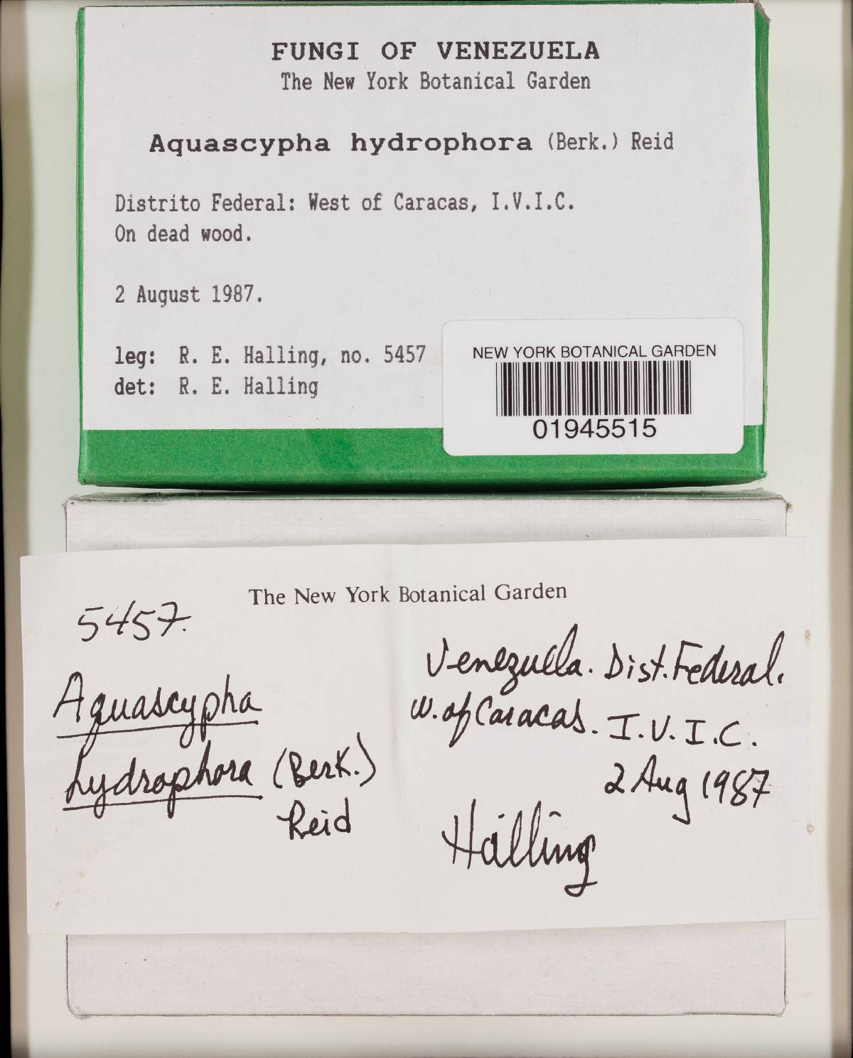 Aquascypha hydrophora image