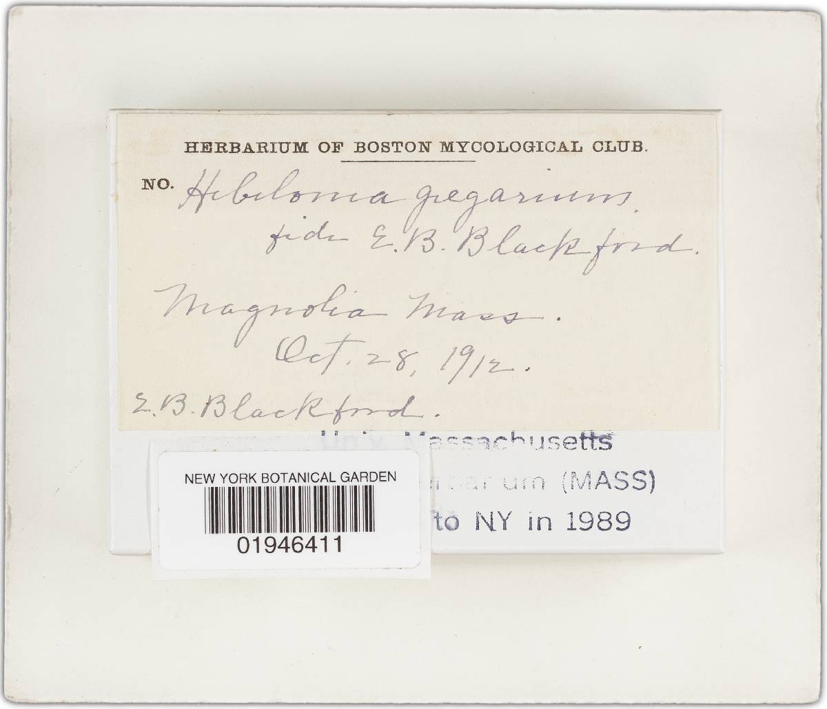 Hebeloma gregarium image