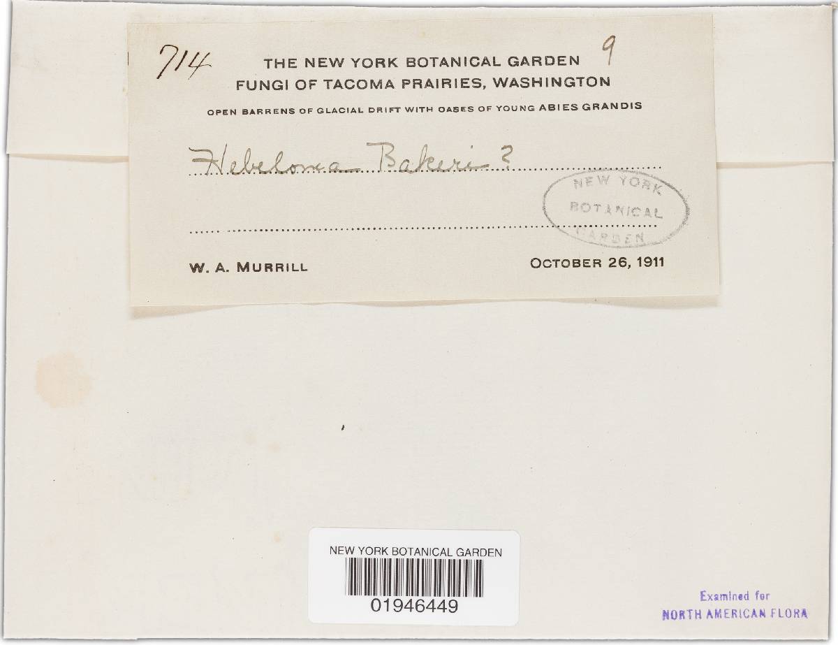 Hebeloma bakeri image
