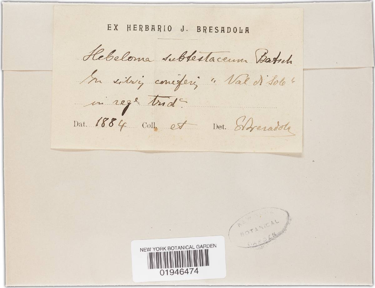 Hebeloma elatum image