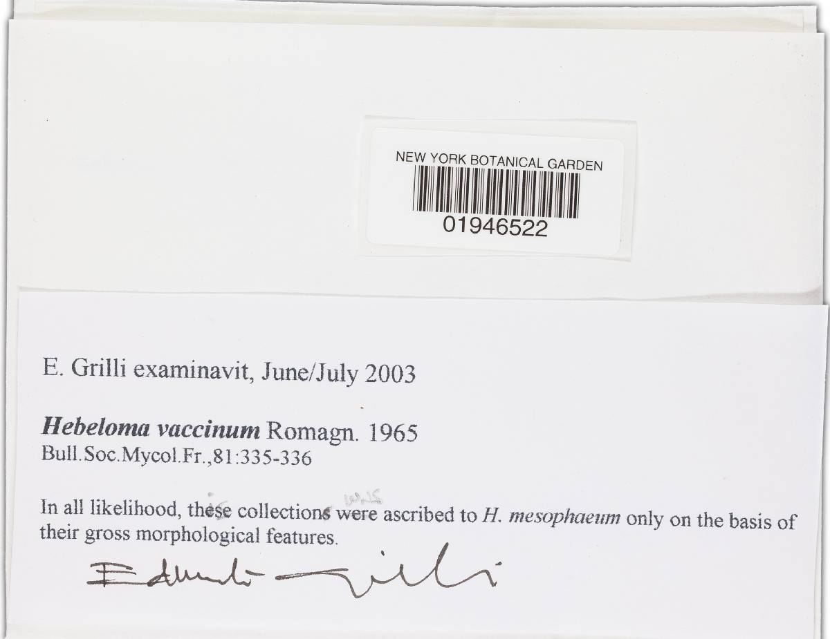 Hebeloma vaccinum image