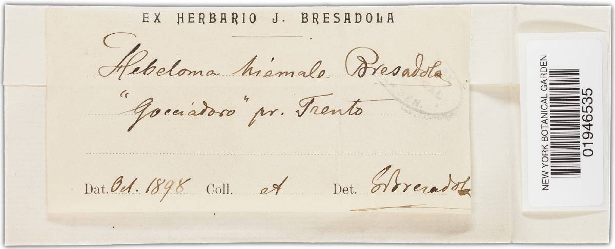 Hebeloma versipelle image