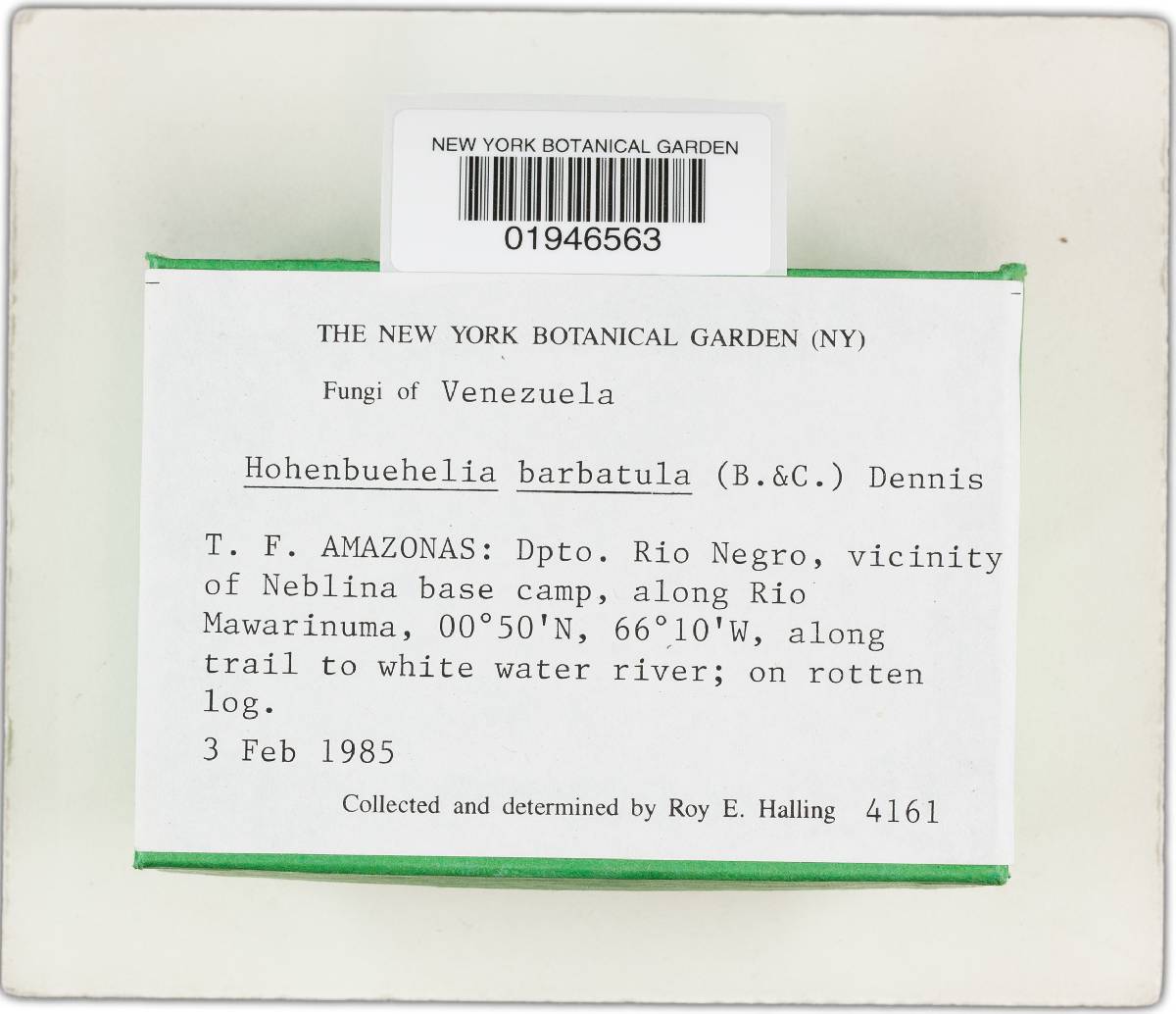 Hohenbuehelia barbatula image