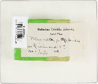 Hohenbuehelia petaloides image