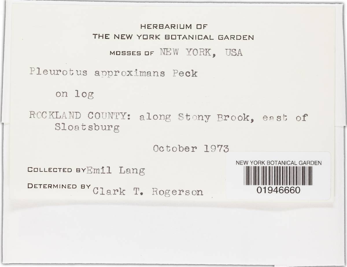 Hohenbuehelia approximans image