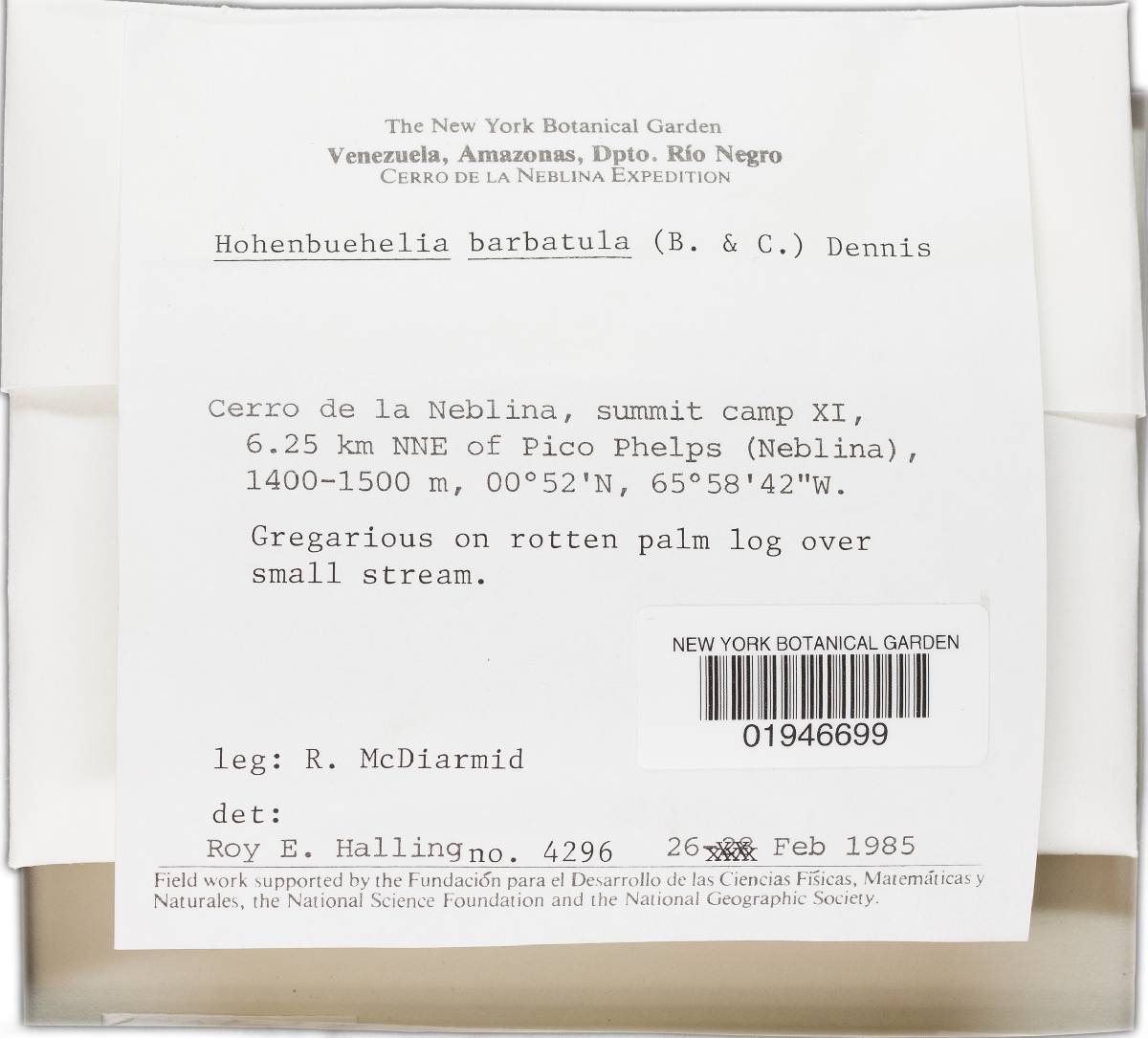 Hohenbuehelia barbatula image