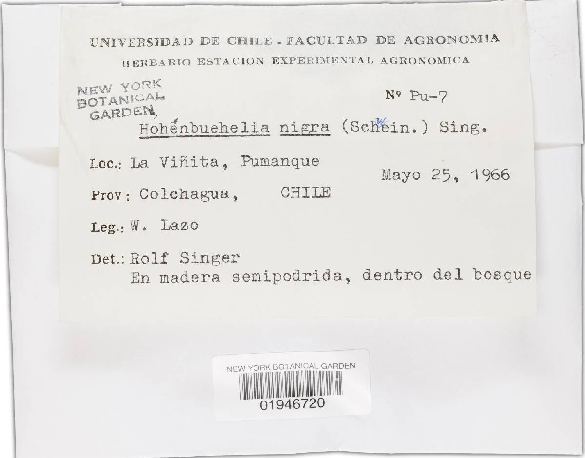 Hohenbuehelia nigra image