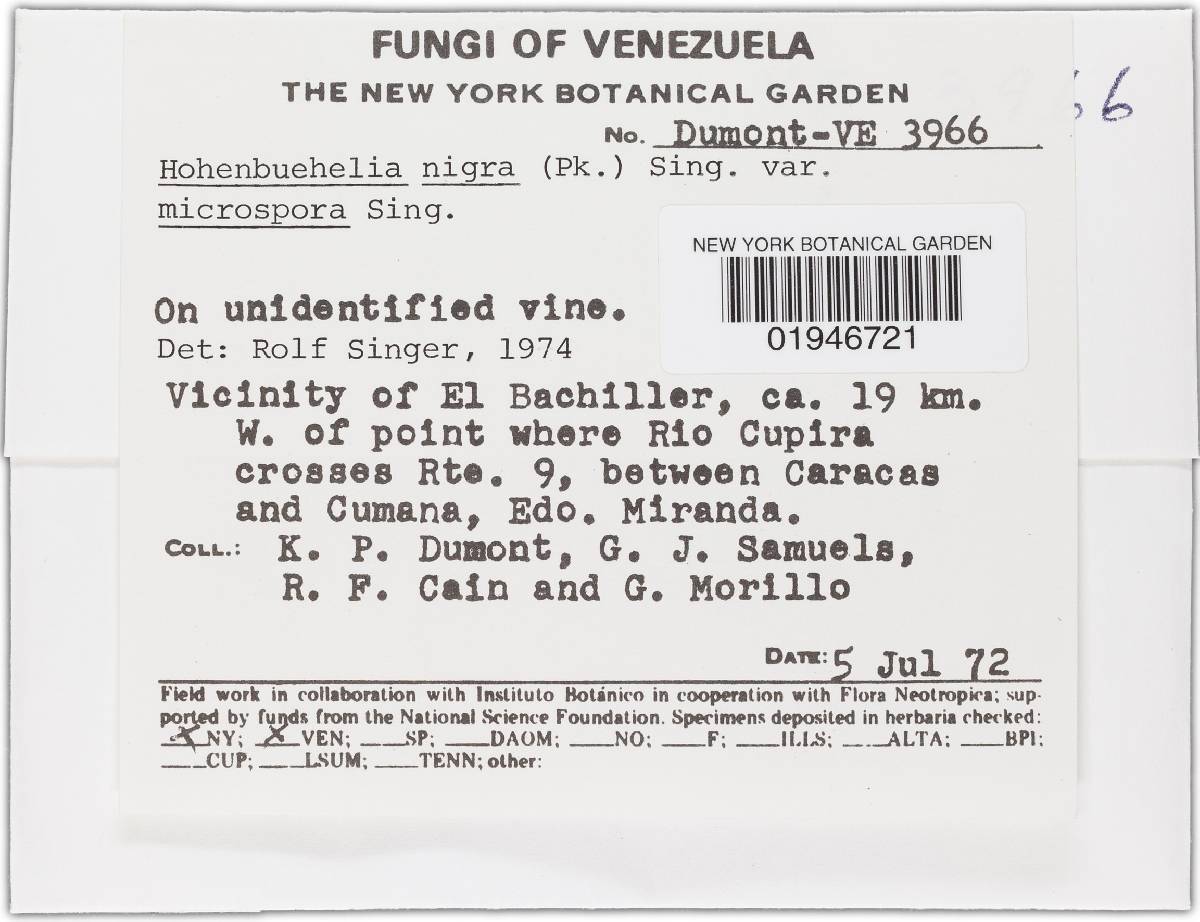 Hohenbuehelia nigra image