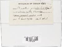 Hohenbuehelia petaloides image