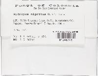 Hydropus nigrita image