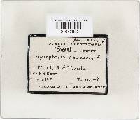 Hygrocybe ceracea image
