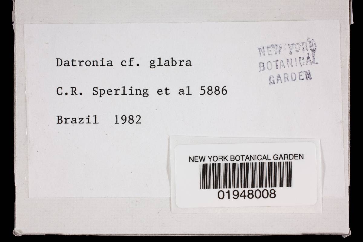 Datronia glabra image