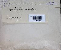 Datronia brunneoleuca image
