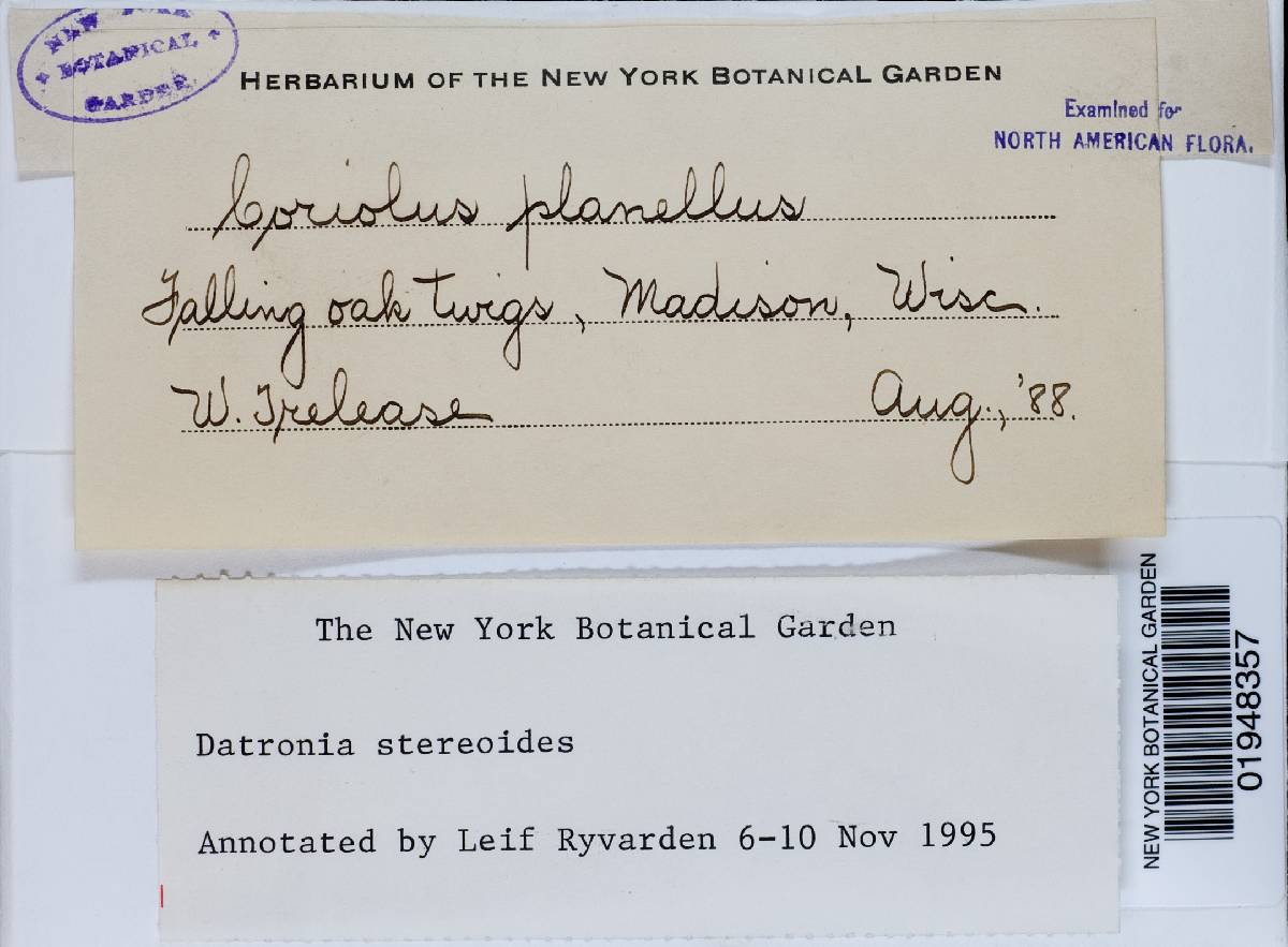 Datronia stereoides image