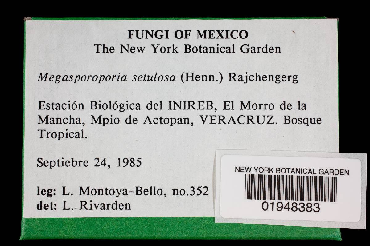 Megasporoporia setulosa image
