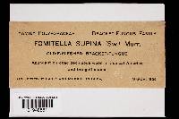 Fomitella supina image