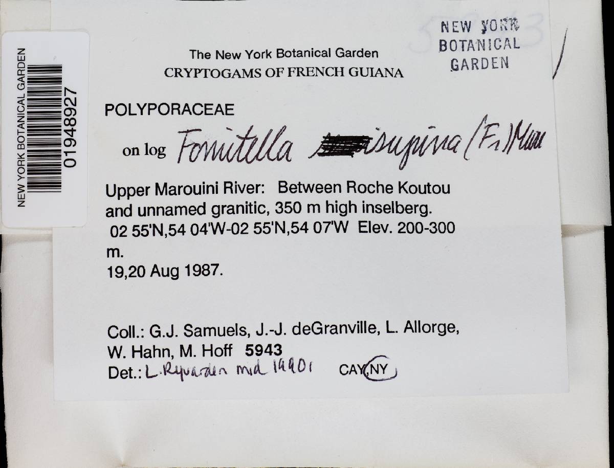 Fomitella supina image