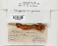 Pycnoporus sanguineus image