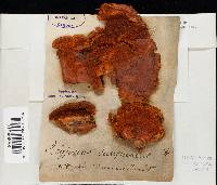 Pycnoporus sanguineus image