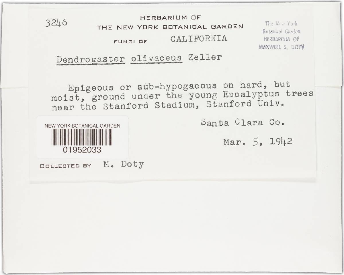 Dendrogaster olivaceus image