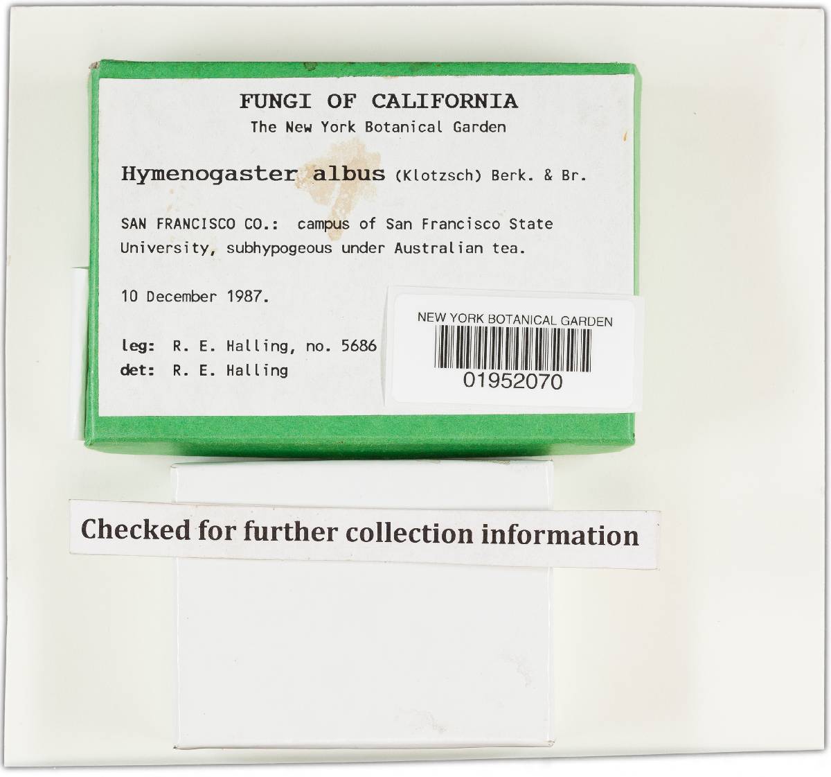 Descomyces image