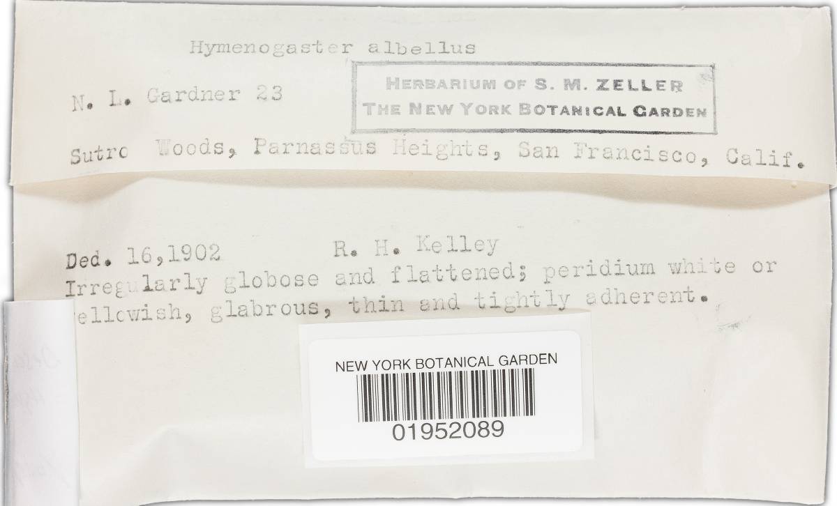 Descomyces albus image