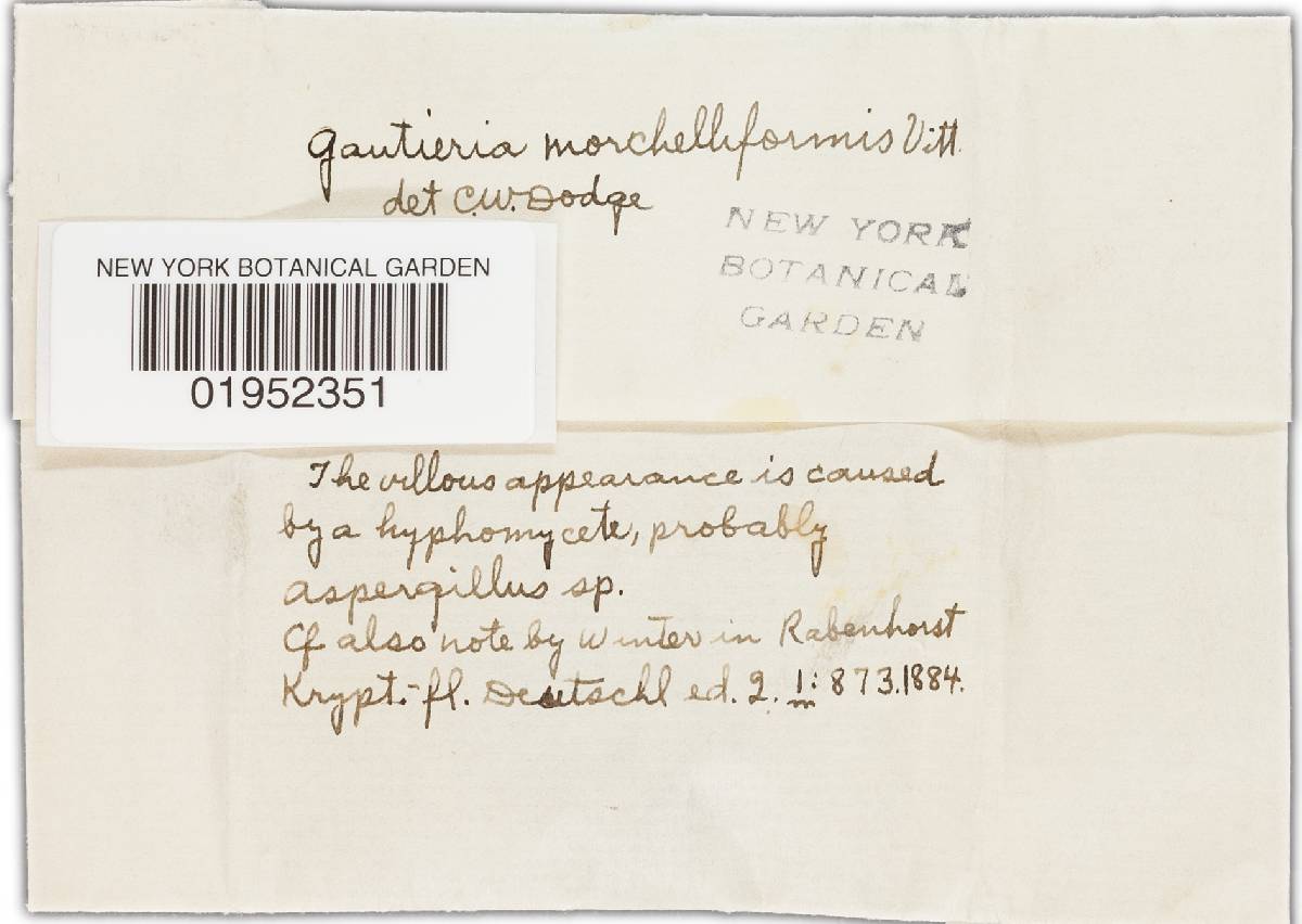 Gautieria morchelliformis var. magnicellaris image