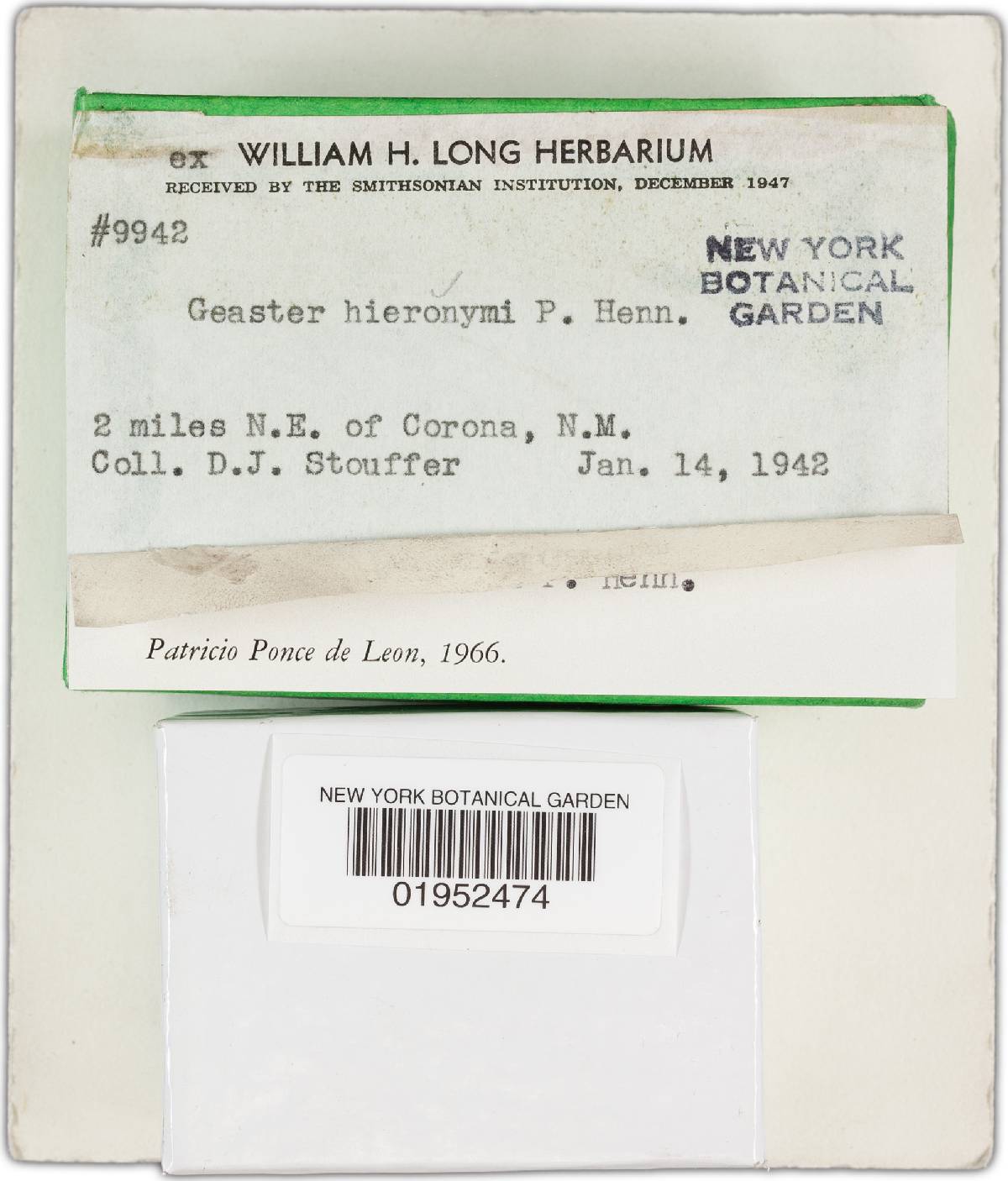 Geastrum hieronymi image
