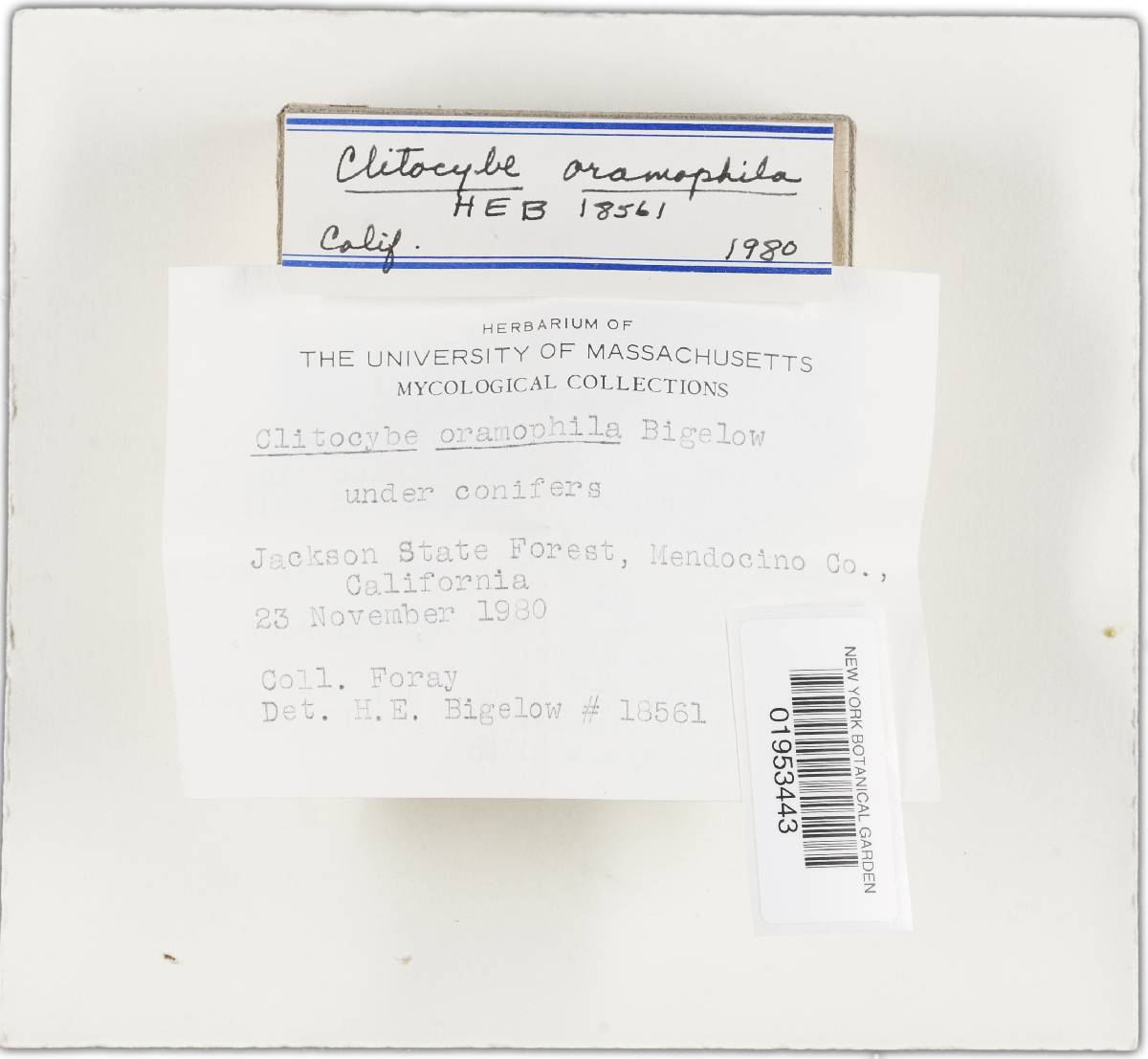 Clitocybe oramophila image