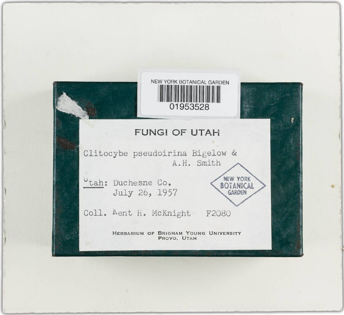 Clitocybe pseudoirina image