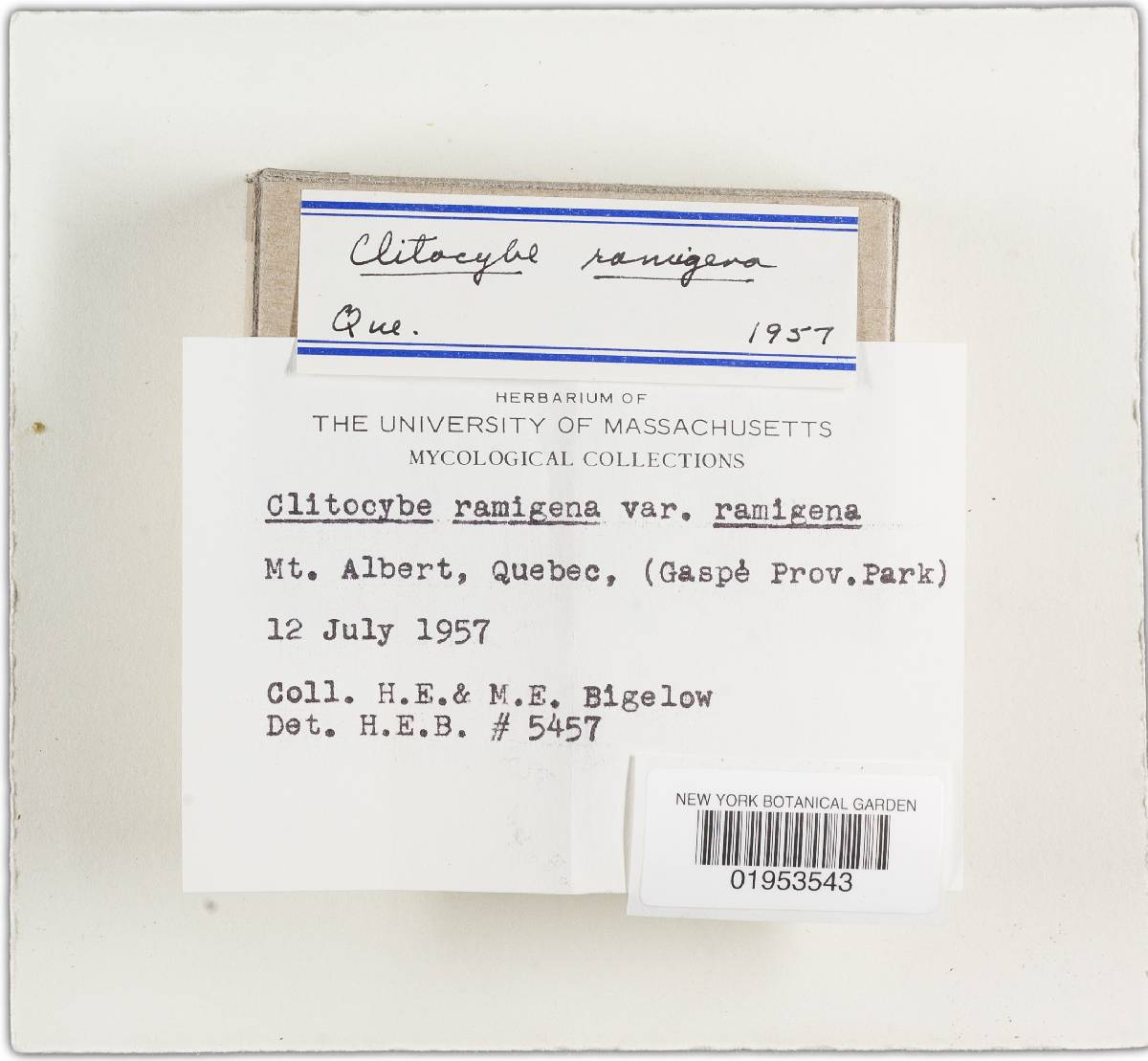 Clitocybe ramigena image