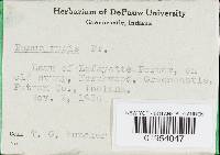 Panus neostrigosus image