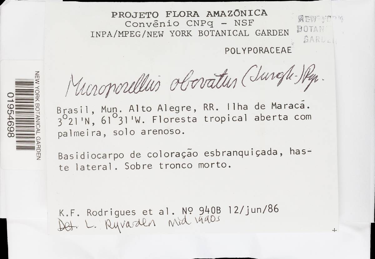 Microporellus obovatus image