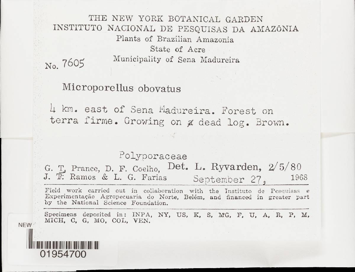 Microporellus obovatus image
