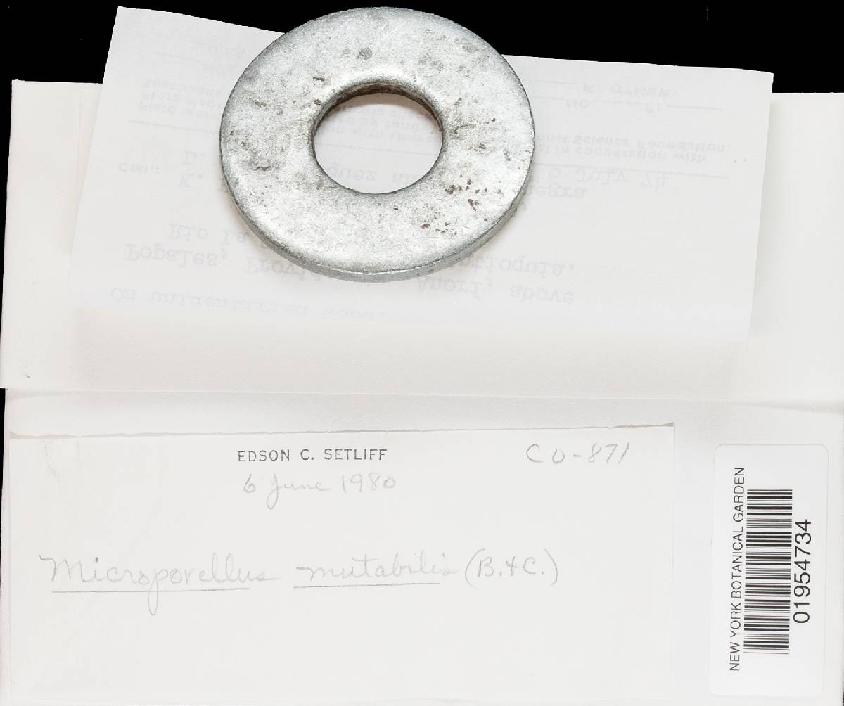 Flabellophora image