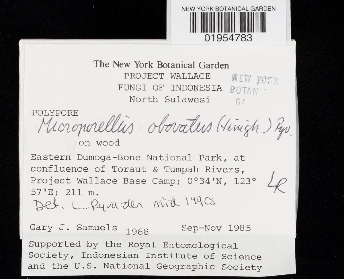 Microporellus obovatus image
