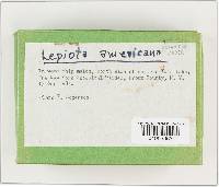 Leucoagaricus americanus image