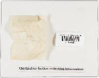 Lepiota rubrotincta image
