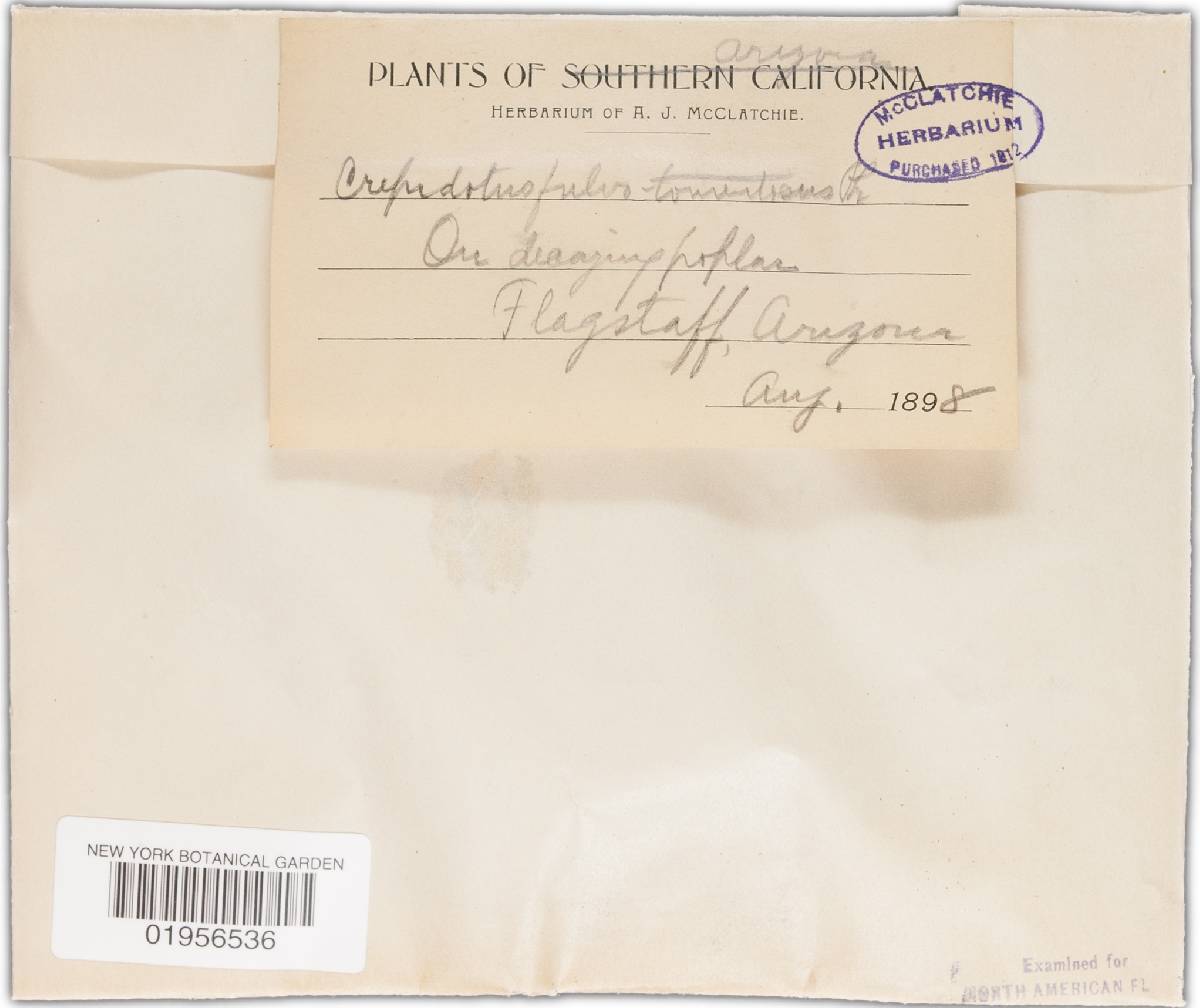 Crepidotus fulvotomentosus image