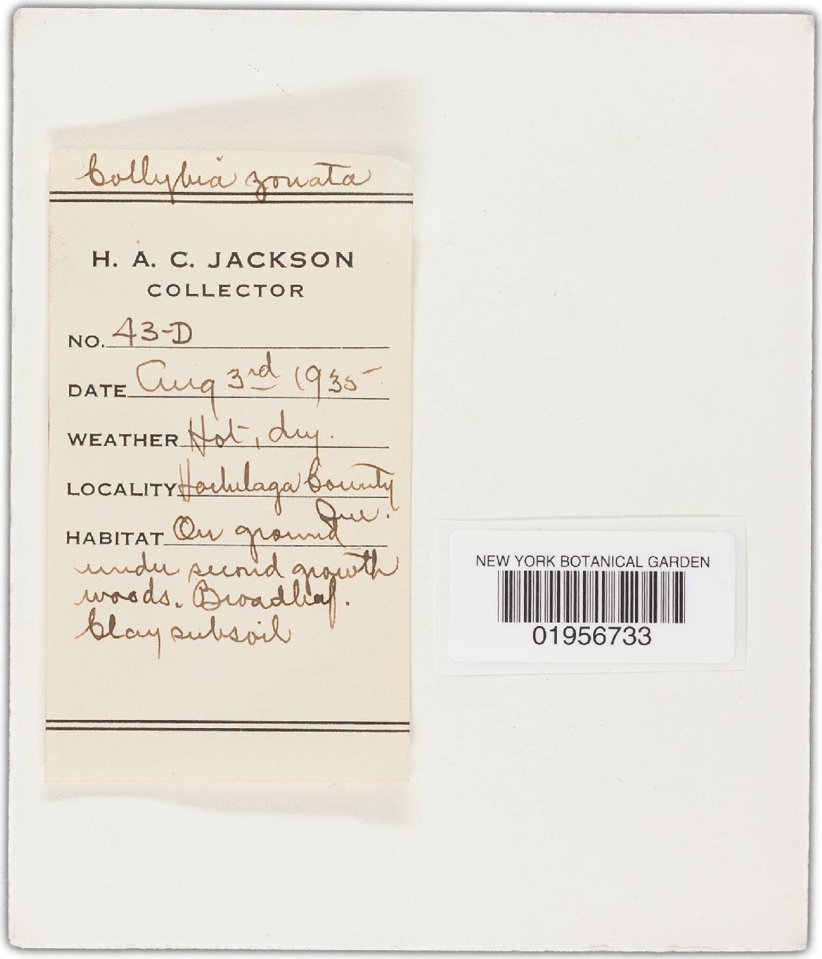 Crinipellis maxima image