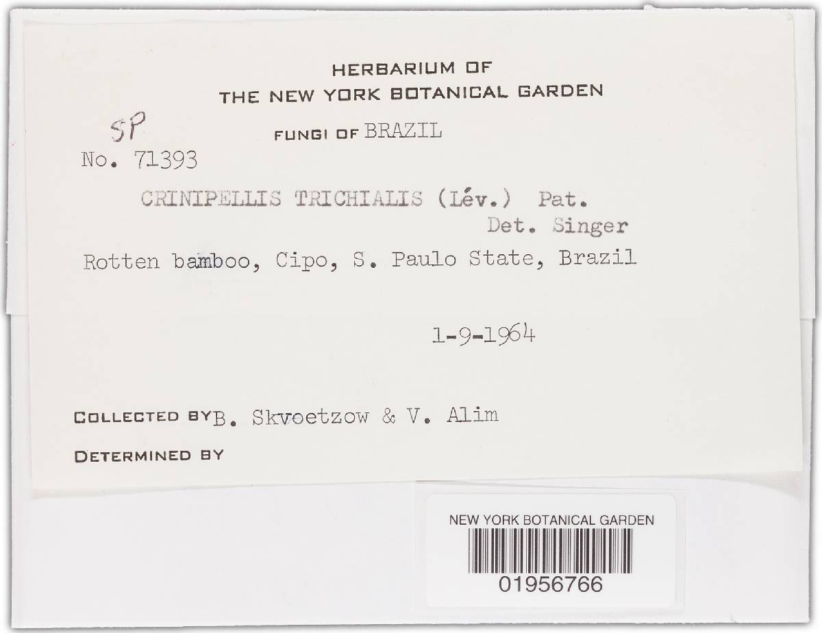 Crinipellis trichialis image