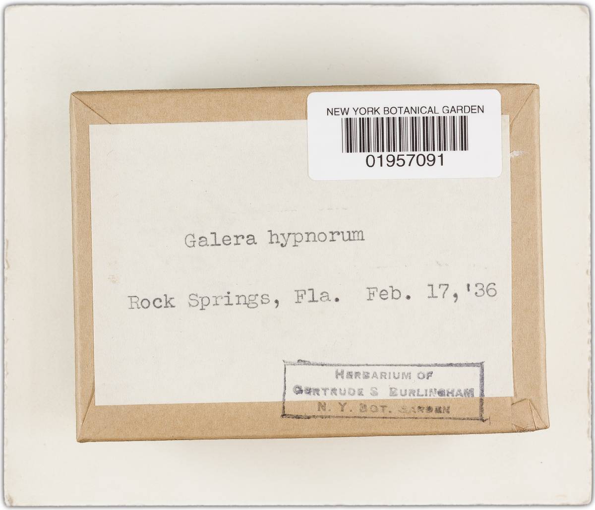 Galerula hypnorum image