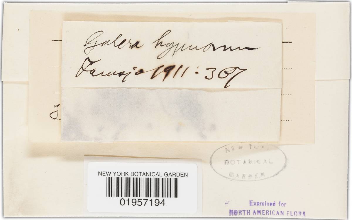 Galerula hypnorum image