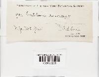 Entoloma sericeps image