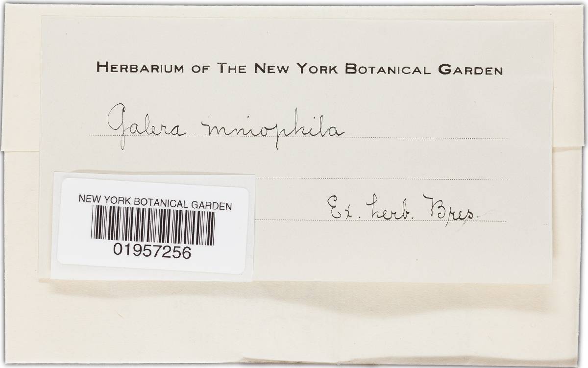 Galerina mniophila image