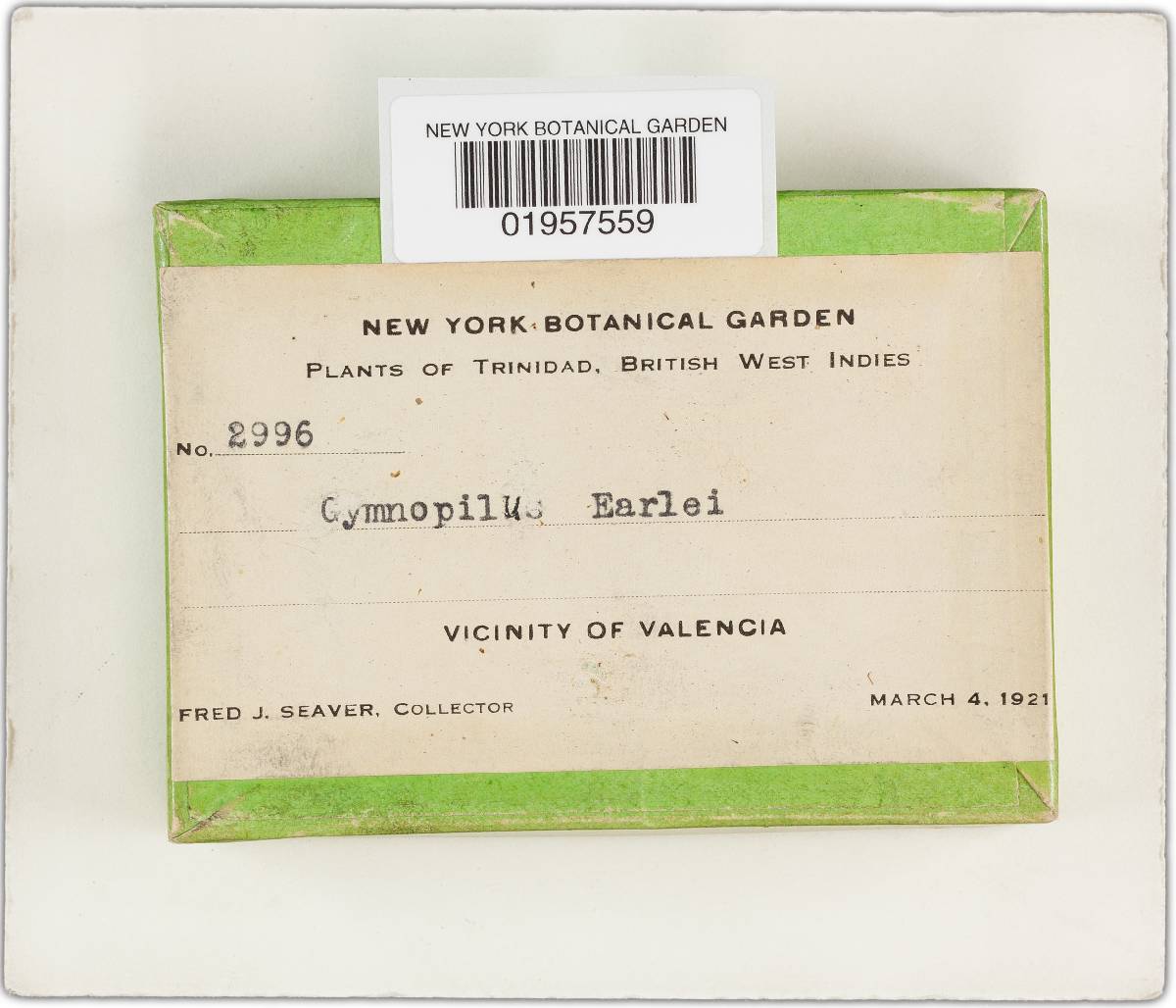 Gymnopilus earlei image