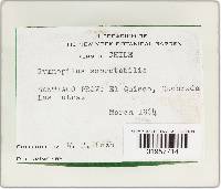 Phaeolepiota aurea image